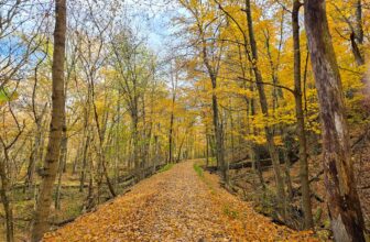 The Little Issues E-newsletter #441 – Life, ...