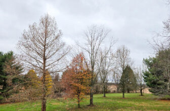 The Little Issues E-newsletter #444 – Life, ...