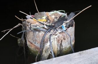 Plastic Triggered a New Geological Epoch—and the...