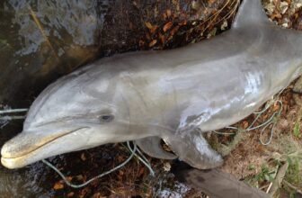 Ravenous Dolphins in Florida Traced to Algae Bloom...
