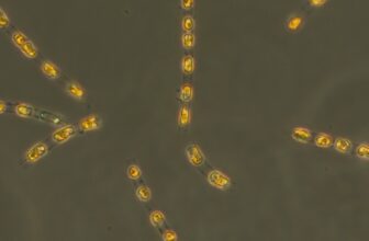 Buried for Millennia, Scientists Coax 7,000-12 mon...