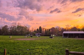 The Little Issues E-newsletter #467 – Life, ...