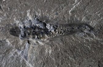 506-Million-Yr-Outdated ‘Mothra’ Fossil Reveal...