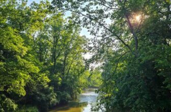 The Little Issues Publication #473 – Life, l...