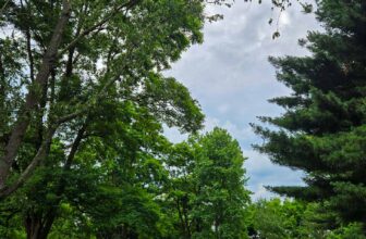 The Little Issues Publication #474 – Life, l...