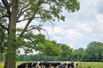 The Little Issues Publication #482 – Life, l...